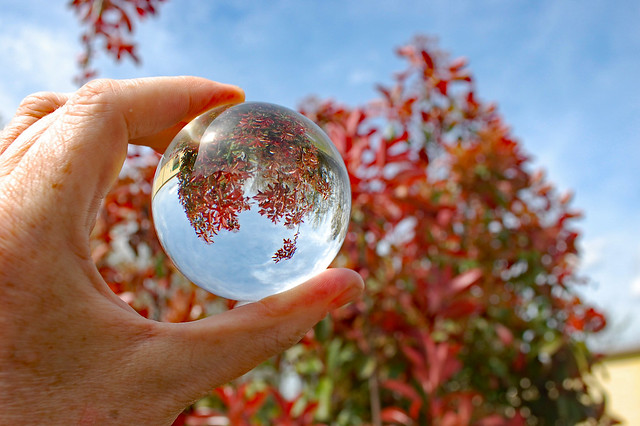 Lensball Of A Colorful Tree.