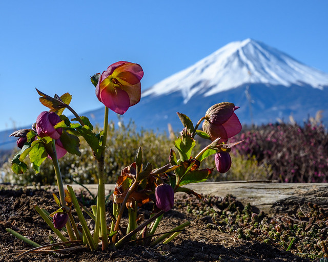 Fuji and flowers