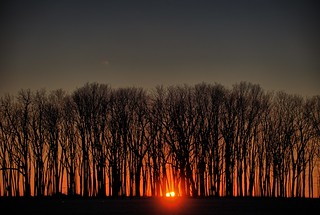 Sunset in the Trees