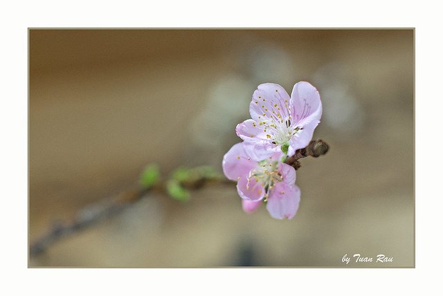 SHF_7619_Peach blossom!