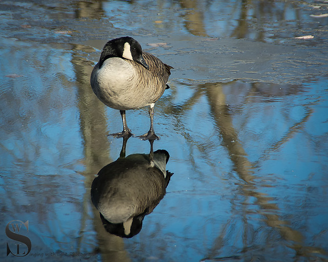 1 Feathered friends duck frozen pond