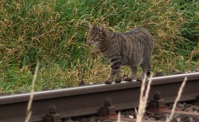 Katze auf der Schiene / Cat on the rail
