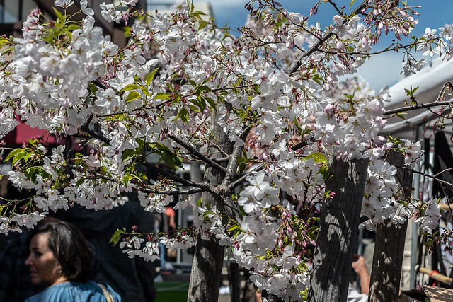 Cherry Blossom Festival 2019