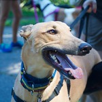 Greyhound Adventures at the Arnold Arboretum, Boston MA, Aug 16th 2015
