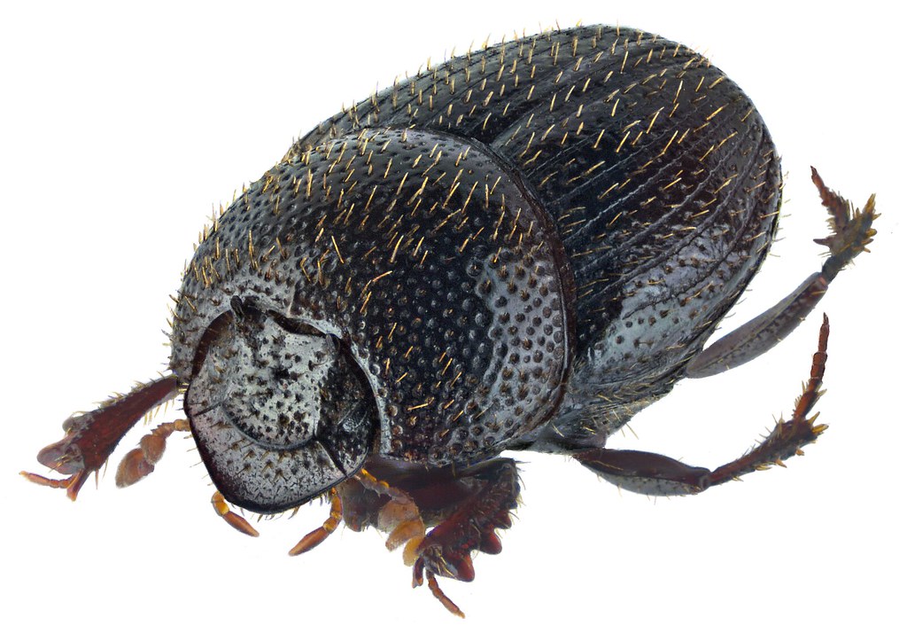 Caccobius morettoi Ph.Walter 2014 Male (lateral view)