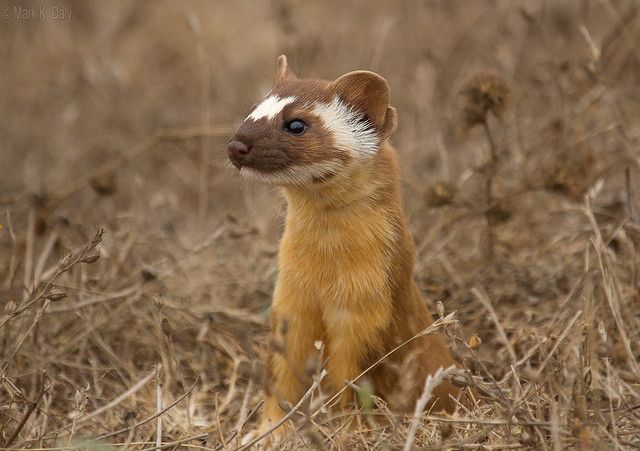 Long-tailed Weasel, Mustela frenata