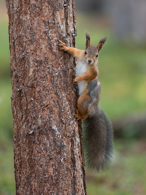 Red squirrel - Finnmark