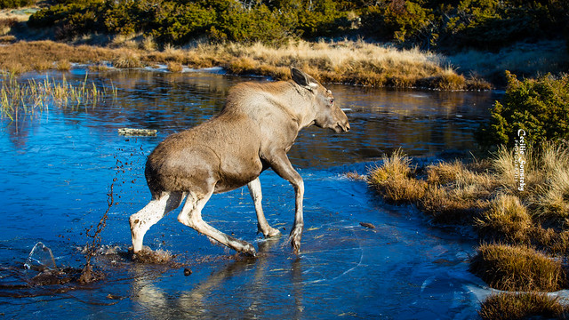 Struggling elk