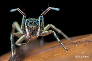 Ant-mimic jumping spider (Ogdenia sp.) - DSC_9352