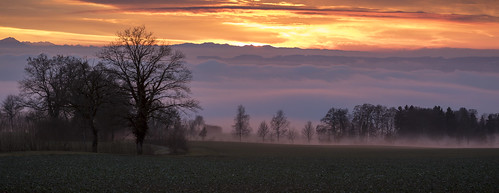sunset sonnenuntergang clouds fog misty foggy nebel neblig trees hedge colza bruno lini horben aargau switzerland schweiz baum bäume hecke rapsfeld abendstimmung abendrot dusk dämmerung evening abend
