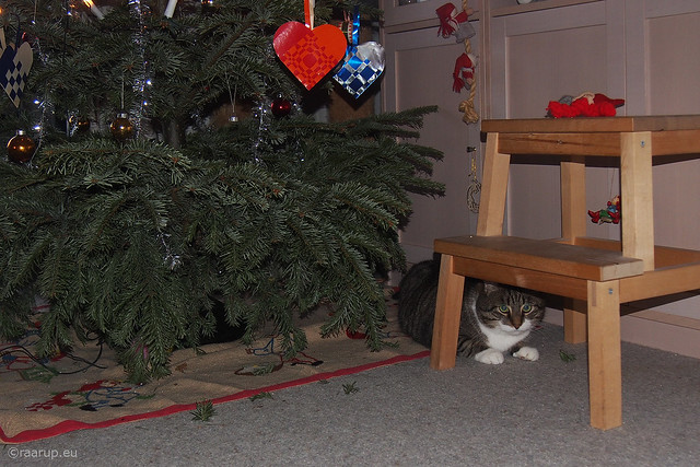 Under the Christmas tree...