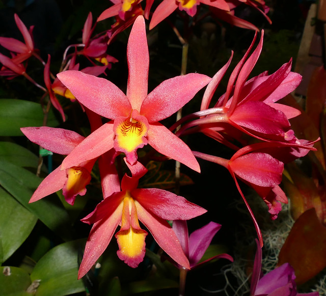 photographed at the 2017 pacific orchid & garden exposition, Laeliocatanthe Hot Sauce hybrid orchid