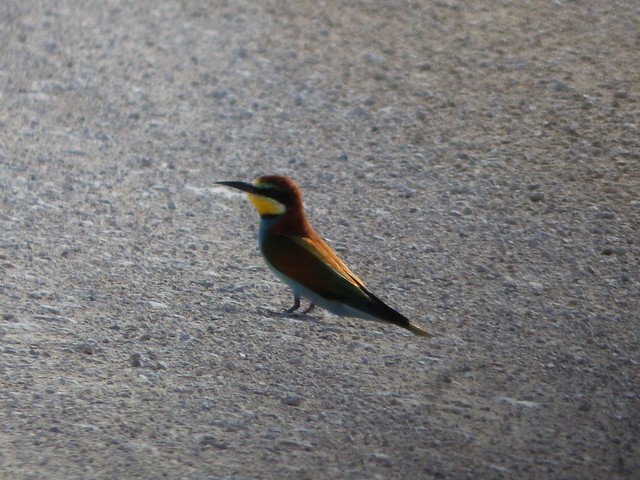 European bee-eater, Doringdraai, Etosha National Park