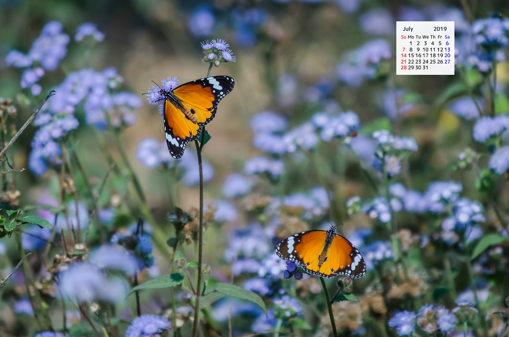 Free Download July 2019 Wallpaper Calendar Plain Tiger Butterfly