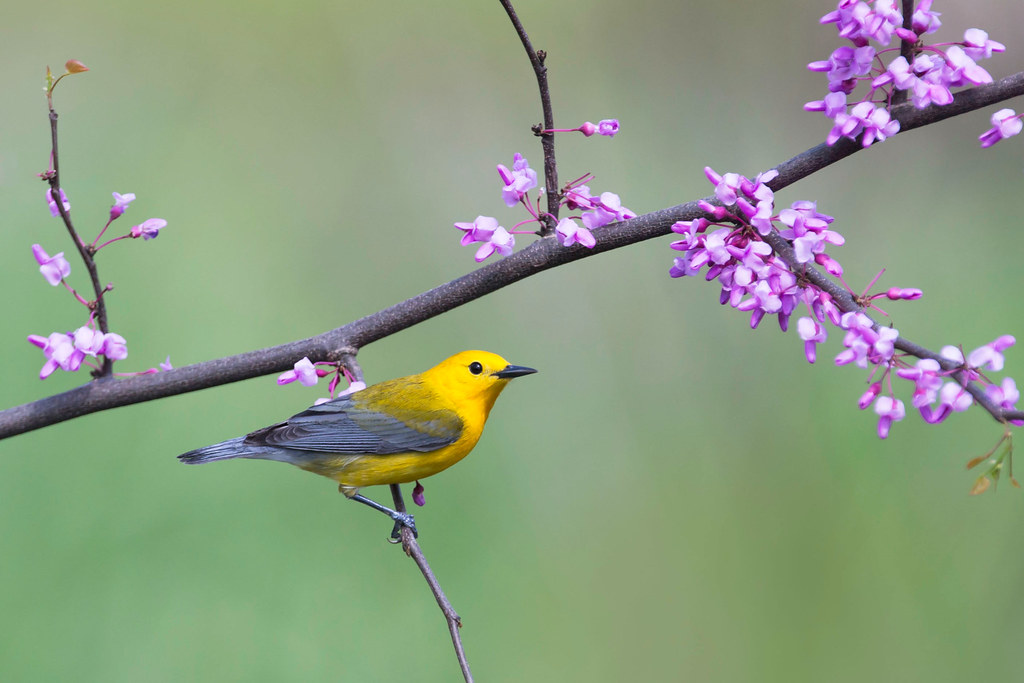Prothonotary Warbler on Redbud - Ohio