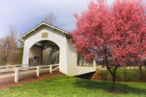 ian sane images sweethomeblossoms tree pink blossoms weddle covered bridge restored 1990 ames creek sweet home oregon architecture canon eos 5ds r camera ef1740mm f4l usm lens