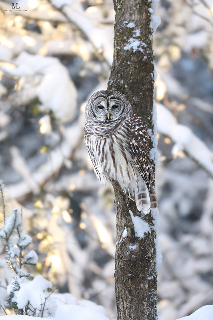 Barred owl - Chouette rayée - Strix varia