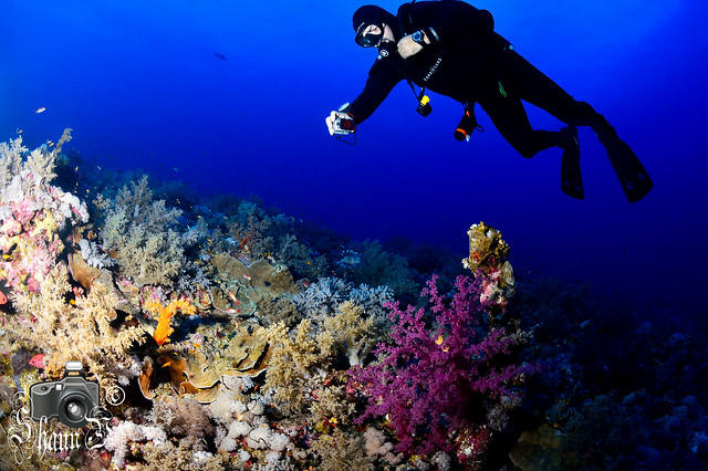 Scuba Diving in Elphinstone Reef