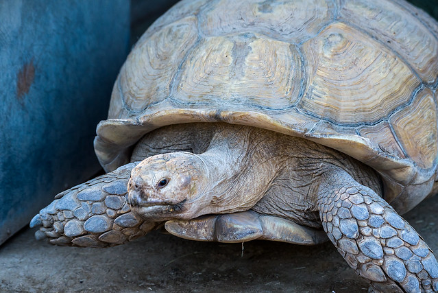 Fresno Chaffee Zoo - African spurred tortoise