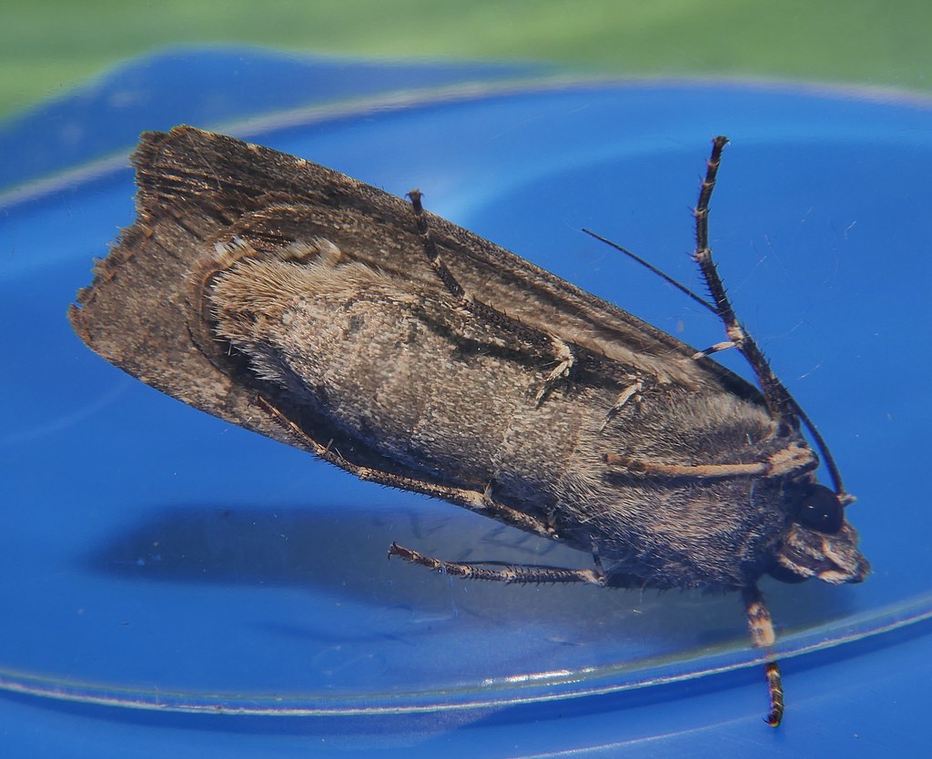Greasy cutworm moth Agrotis ipsilon Noctuinae Noctuidae Ai… | Flickr