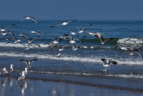 mare sea almusanaah oman gabbiani seagulls