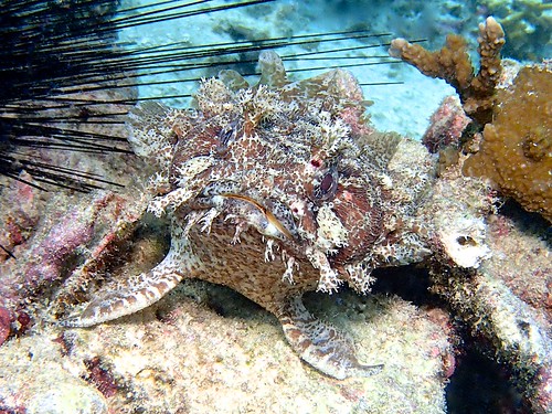 Raja Ampat