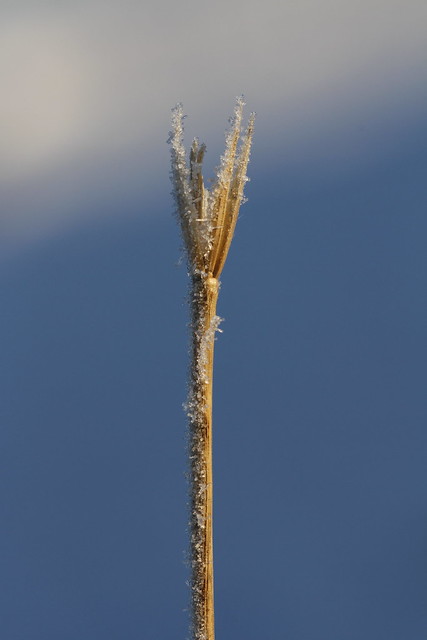 Close-up of Sea Lyme Grass in snow with ice crystals
