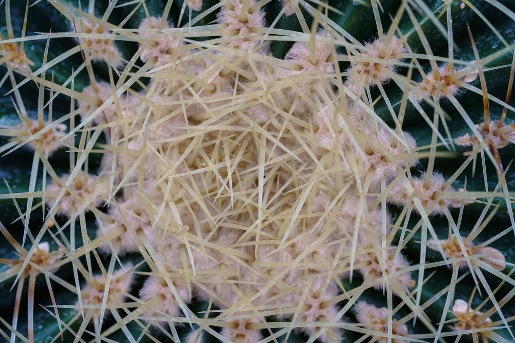 kaktus pilosocereus azureus Pilosocereus Azureus – Serres Lavoie main image 0