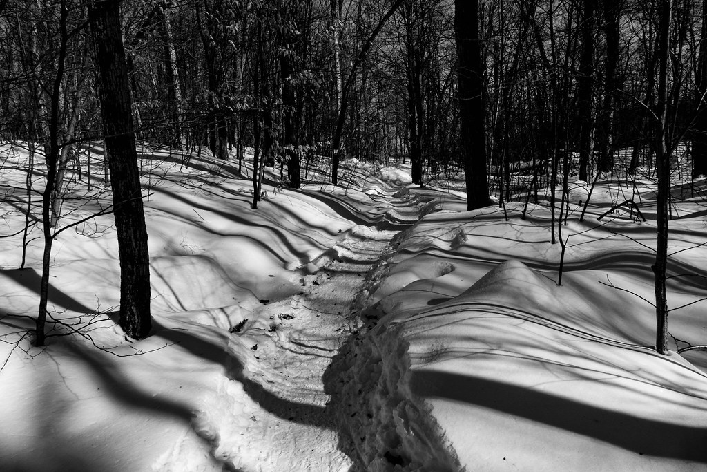 wolf trail - shadows | Gatineau Park - Canada | stephane G | Flickr