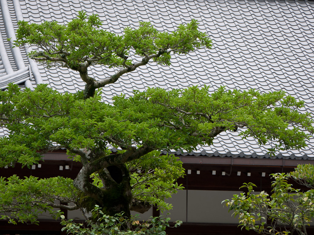 Yajasu Tree Japan014 | Dan Suyeyasu | Flickr