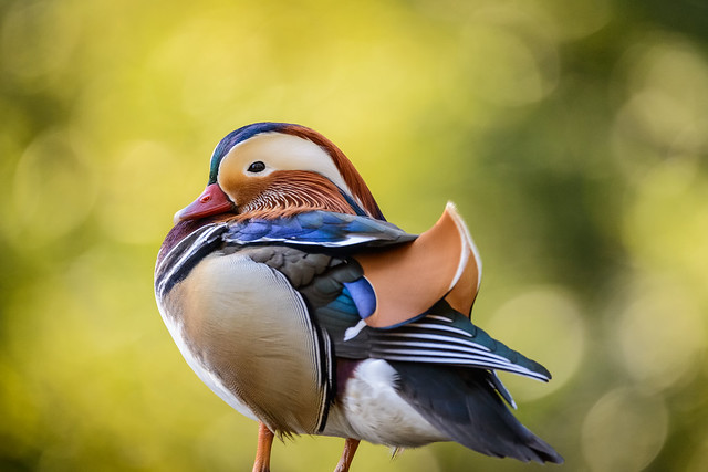 Male Mandarin Duck taking a sunbath - zoom in for details :)