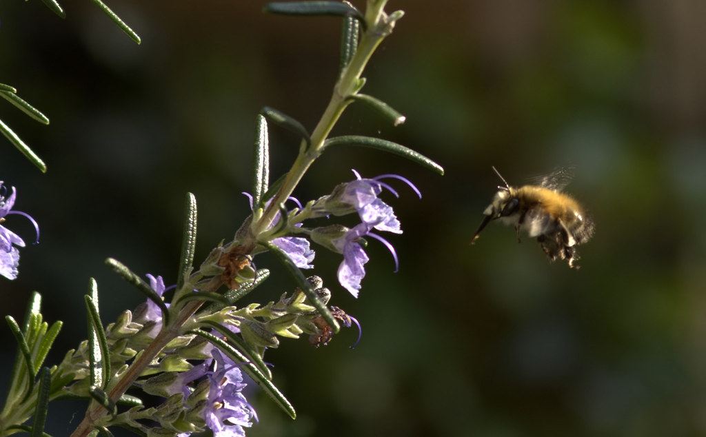 Carda Bee and Rosemary | pike head | Flickr