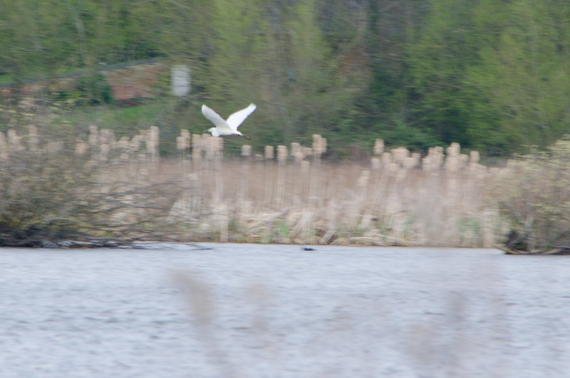 Great white egret heading off