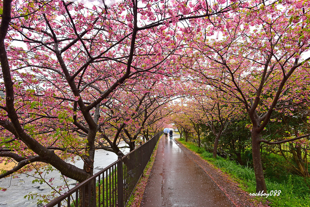 河津櫻花祭 cherry blossom