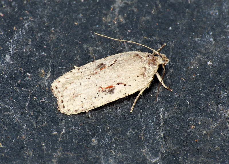 32.007 Red-letter Flat-body - Agonopterix ocellana