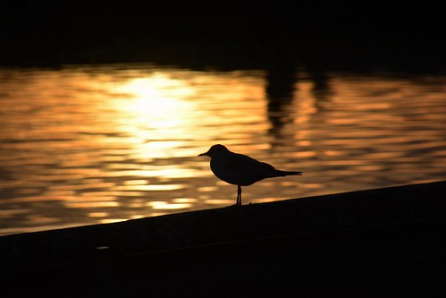 bird soleil reflet sunset oiseau orange water silhouette tamron16300mm