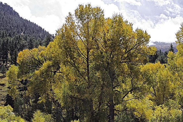 Fall Color in the Colorado Rockies-2478