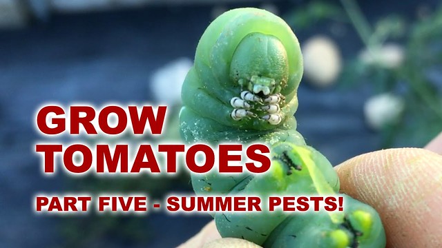 Grow Tomatoes – ‘Organic’ Hornworm Control