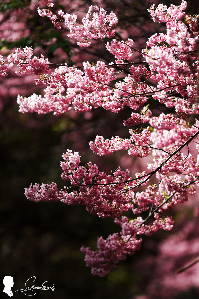 2019 武陵農場櫻花季 Cherry blossoms, Wuling Farm