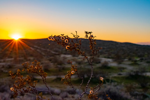 sunset sky color bush desert