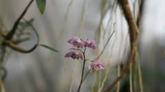 Orchidee - kingianum 'Roseum'