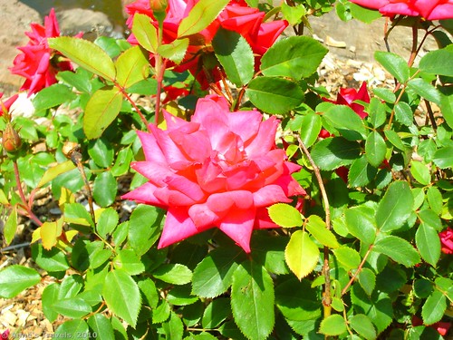 Roses at the Kent Park Arboretum, Webster, New York