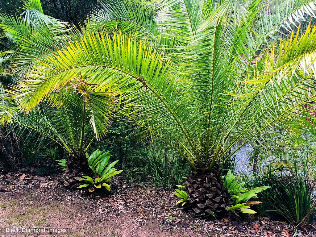 Phoenix sylvestris -  Silver Date Palm, Indian Date Palm, Sugar Date Palm or Wild Date Palm