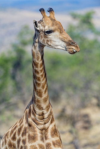giraffe portrait face neck savanna landscape vegetation profile looking safari lionsafaripark johannesburg southafrica nikon d5