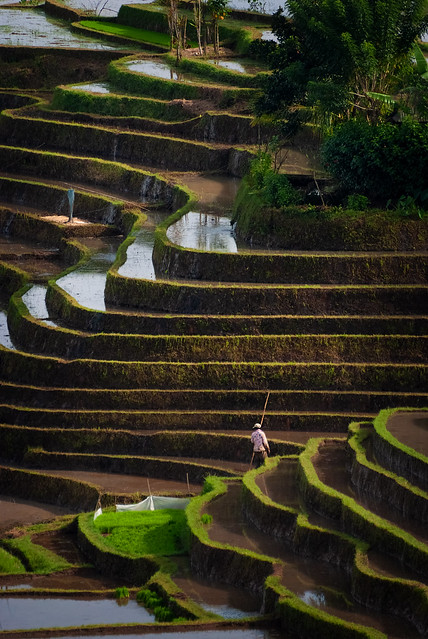 Flooded Terraced Rice Fields of Bali