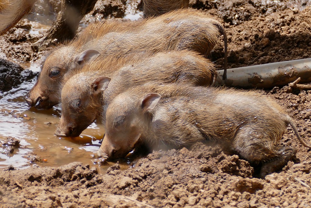 Common Warthogs (Phacochoerus africanus) piglets drinking ...