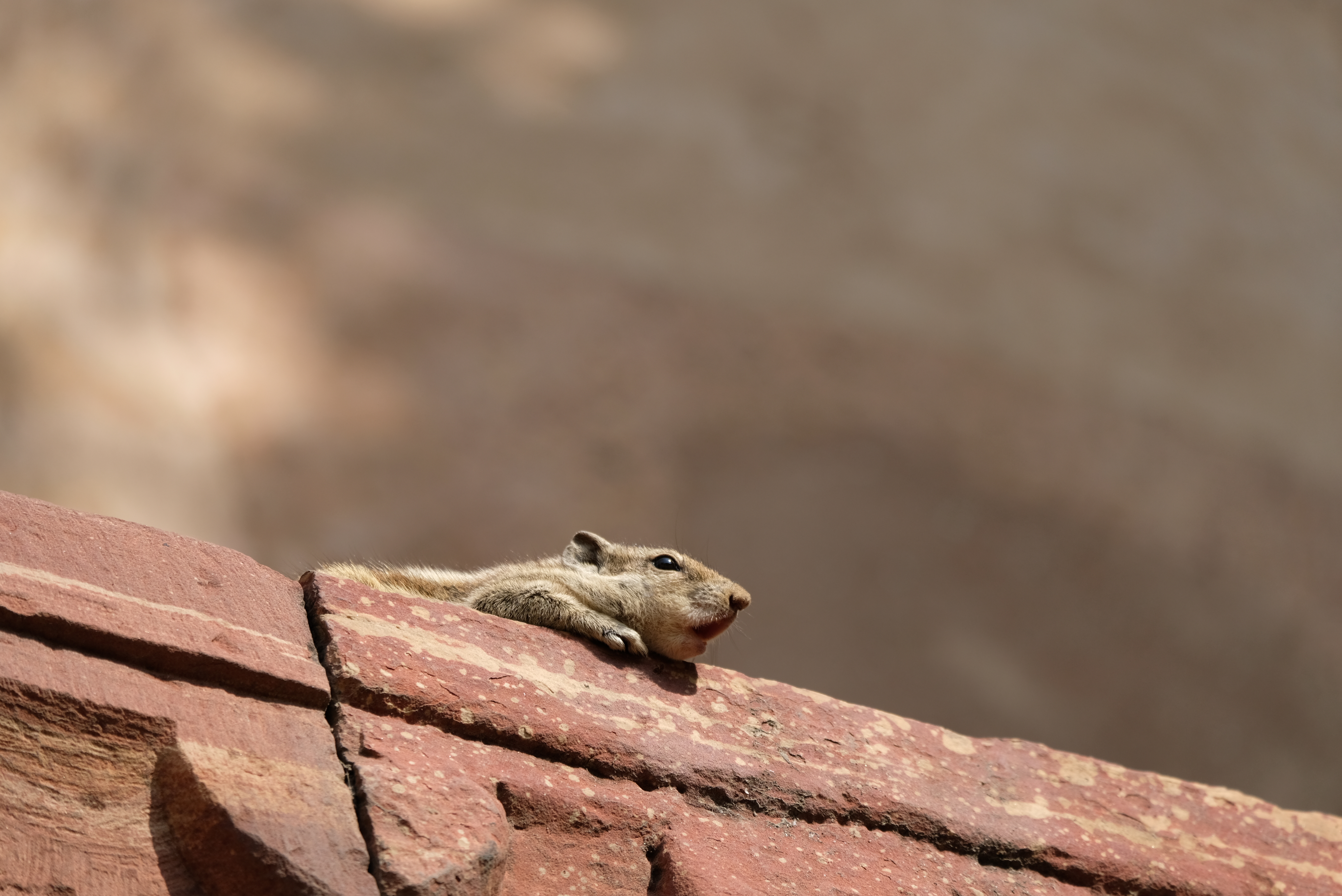 Squirrel on an Edge of a Rock Photo | Download free images from Mystock