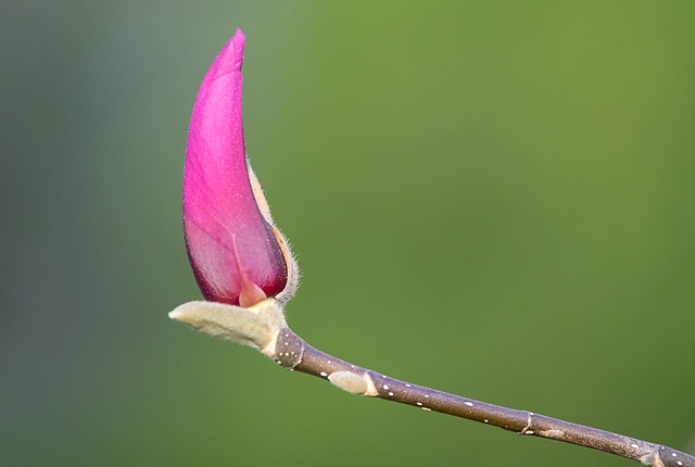 Magnolia × soulangeana-capullo