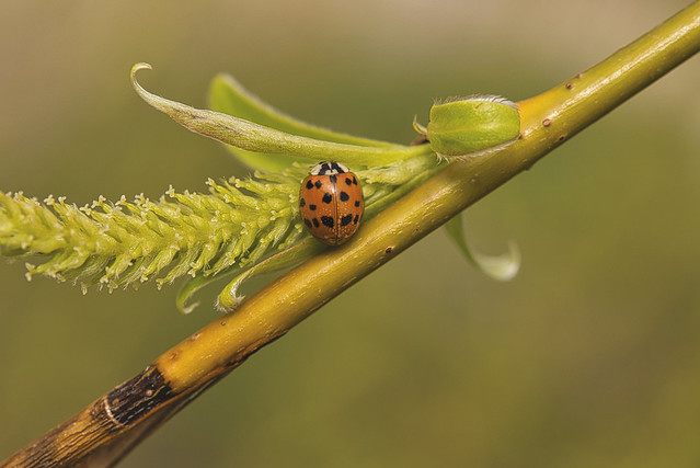 Asiatischer Marienkäfer /Asian ladybug