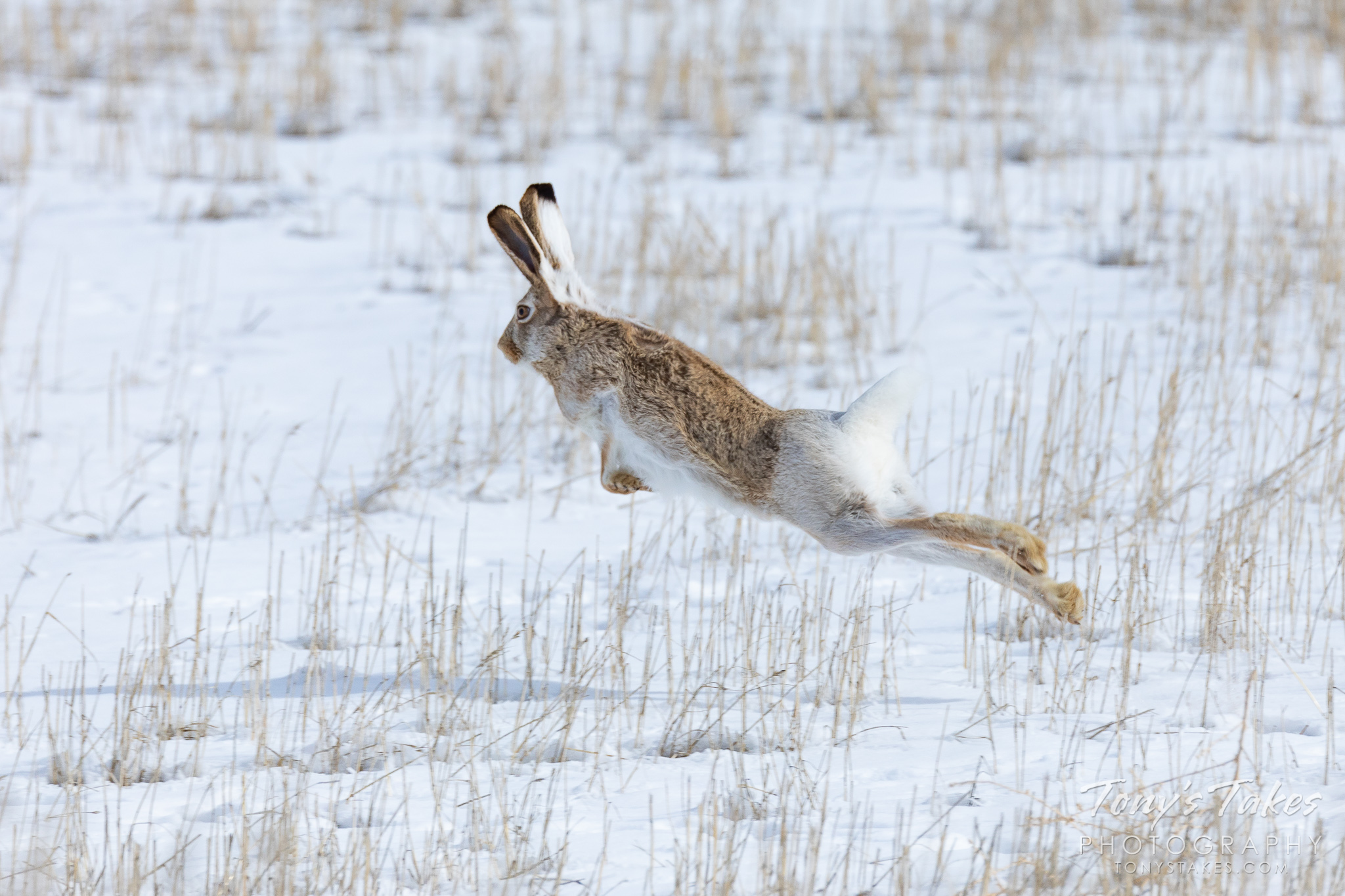 A white-tailed jackrabbit takes off running on the Colorado plains. (© Tony’s Takes)